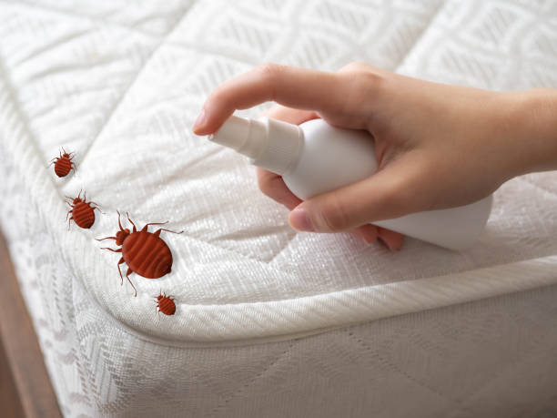 Best Residential Pest Control  in Mcallen, TX