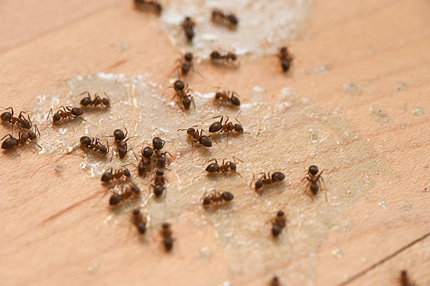 Best Spider Control Near Me  in Mcallen, TX