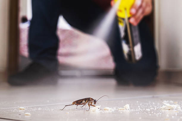 Best Pest Control Treatment  in Mcallen, TX