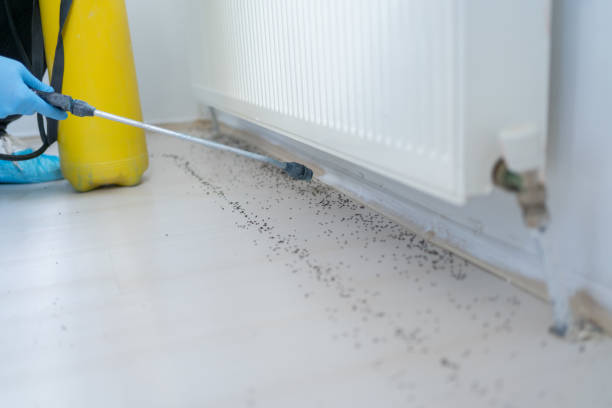 Best Best Pest Control Companies  in Mcallen, TX