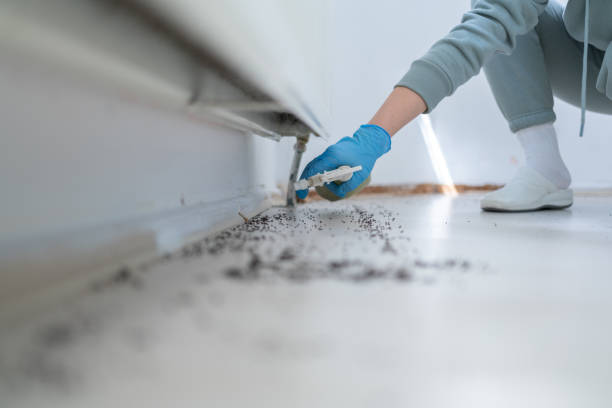 Best Local Pest Control Services  in Mcallen, TX